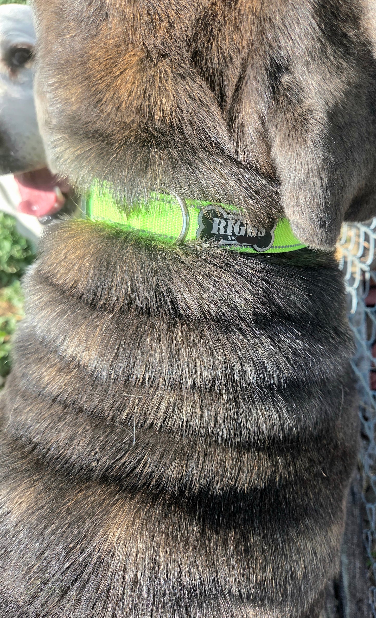 Custom Dog Collar